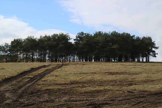Salisbury Plain